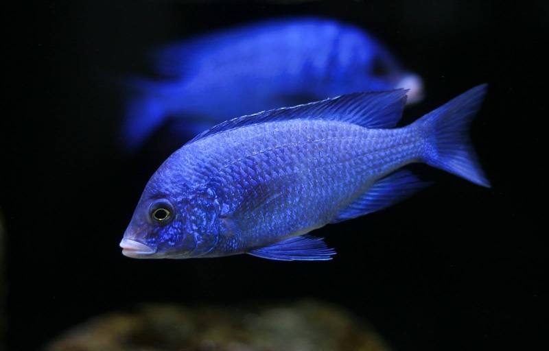Placidochromis phenochilus 'Mdoka Reef'